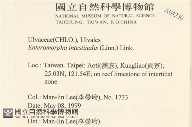 腸滸苔, 河石髮藏品圖，第2張