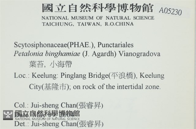 葉苔, 小海帶藏品圖，第2張