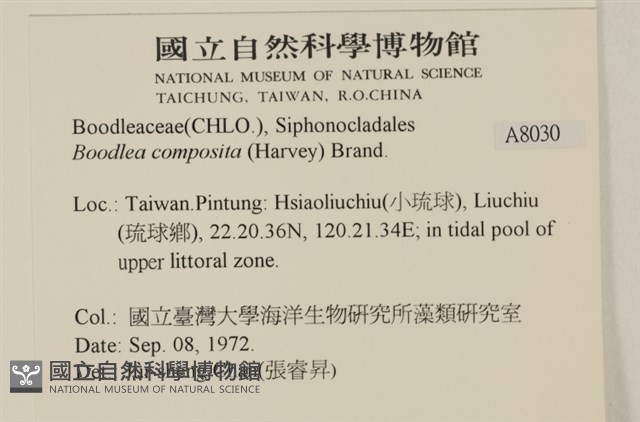 布氏藻藏品圖，第2張