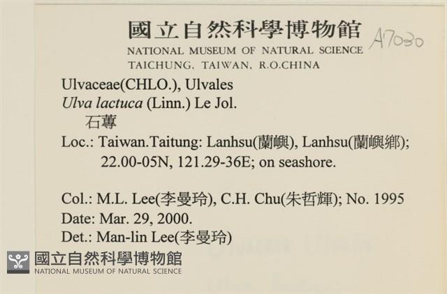 大石蓴, 石蓴藏品圖，第2張