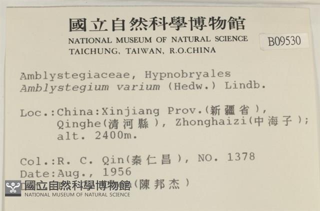 多姿柳葉蘚藏品圖，第2張