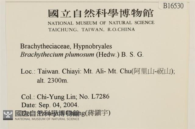 羽枝青蘚藏品圖，第2張