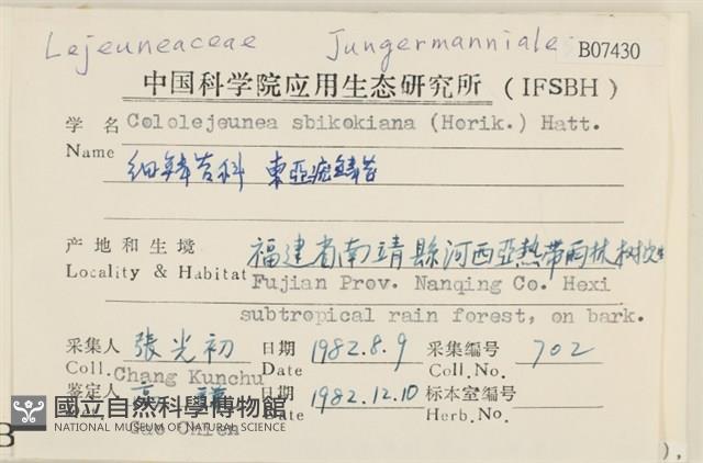 東亞疣鱗苔藏品圖，第2張