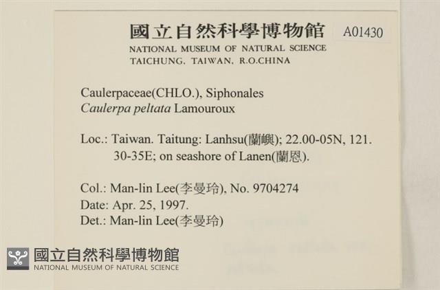 盾葉蕨藻藏品圖，第2張