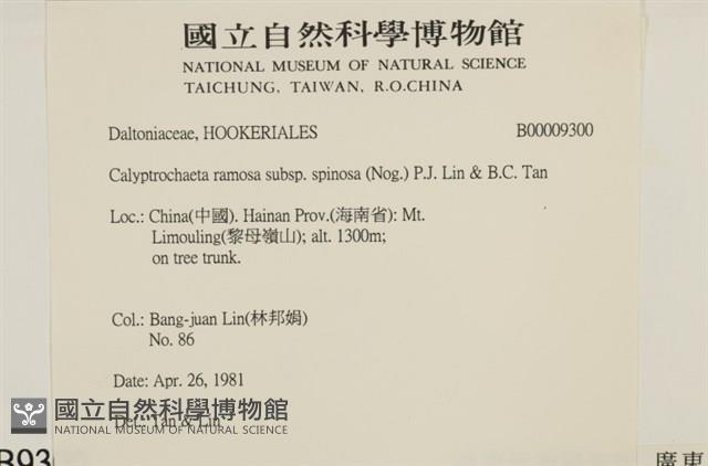 刀葉樹平蘚藏品圖，第2張