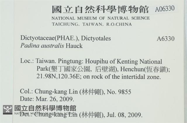 南方團扇藻藏品圖，第2張