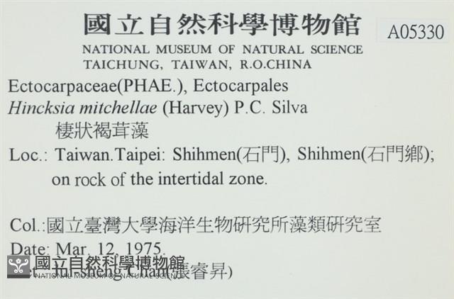 棲狀褐茸藻藏品圖，第2張