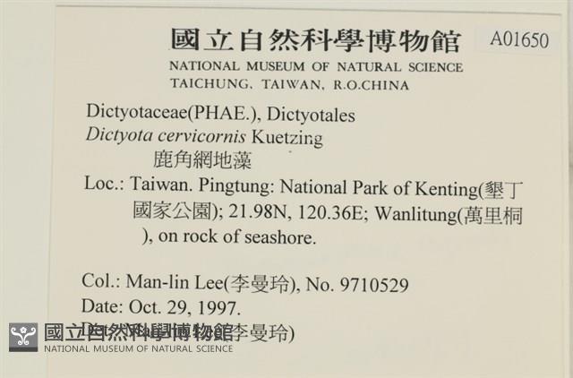 鹿角網地藻藏品圖，第2張