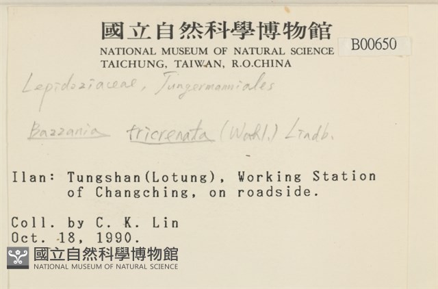 三齒鞭苔藏品圖，第2張