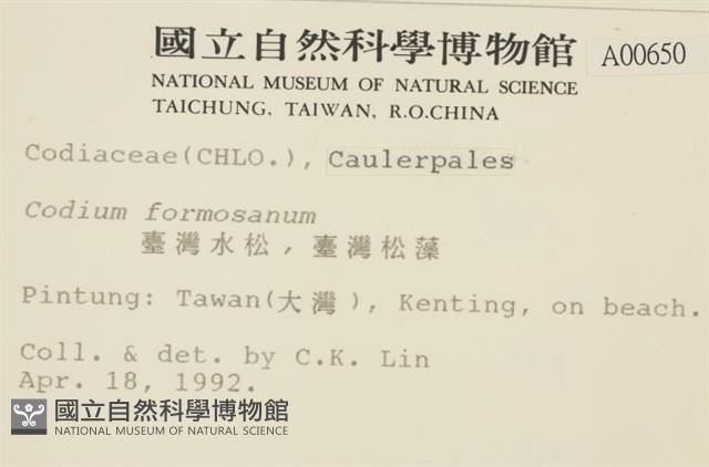 臺灣水松, 臺灣松藻藏品圖，第2張