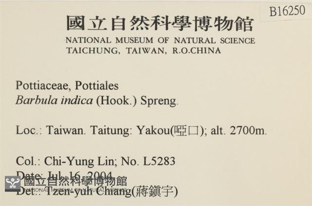 印度扭口蘚藏品圖，第2張