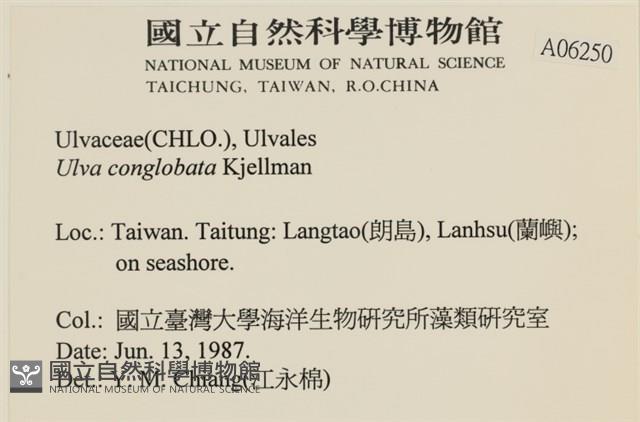 茶花石蓴, 牡丹菜藏品圖，第2張