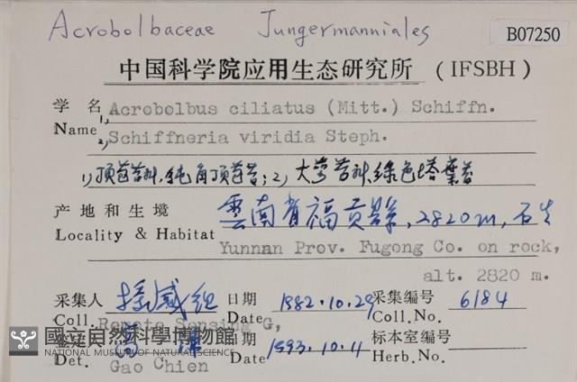 鈍角頂苞苔藏品圖，第2張