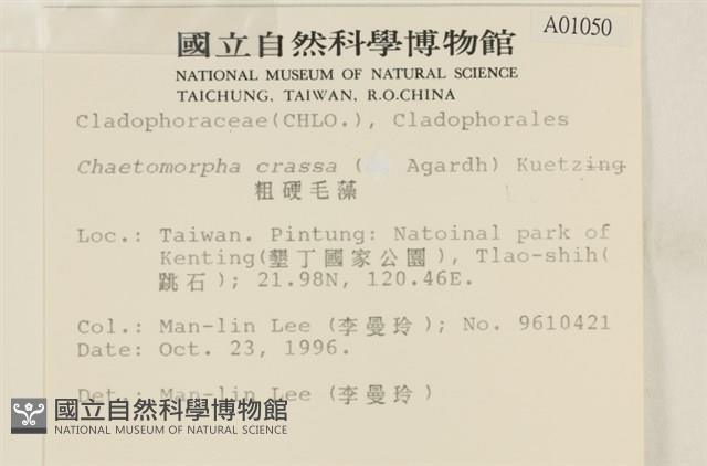 粗硬毛藻, 綠苔藏品圖，第2張