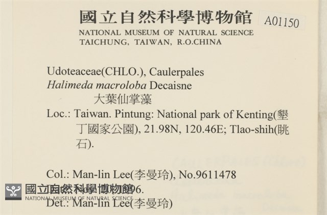 大葉海仙人掌, 大葉仙掌藻藏品圖，第2張