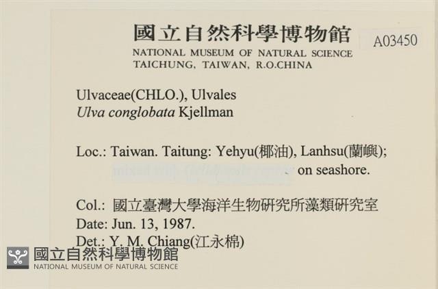茶花石蓴, 牡丹菜藏品圖，第2張