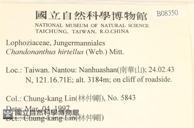 齒邊廣萼苔藏品圖，第2張