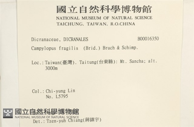 脆枝曲柄蘚藏品圖，第2張