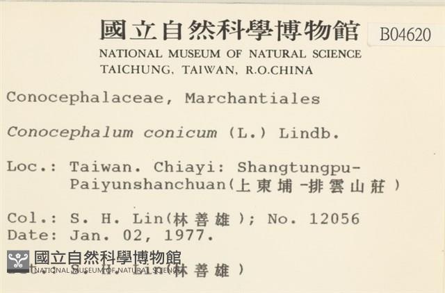 蛇苔藏品圖，第2張