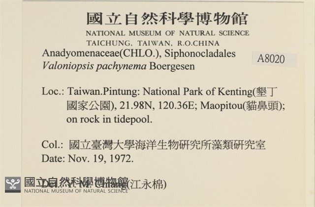 指枝藻藏品圖，第2張
