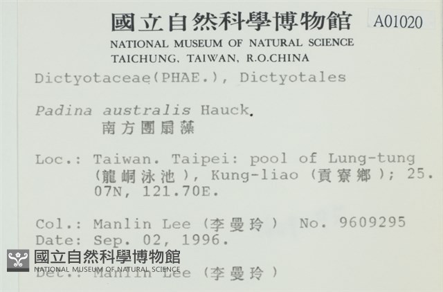 南方團扇藻藏品圖，第2張