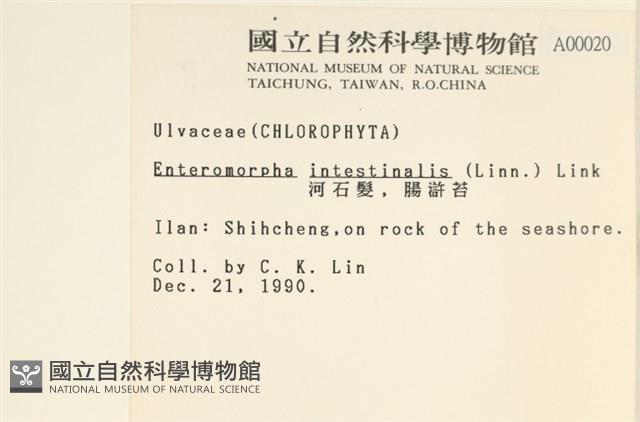 腸滸苔, 河石髮藏品圖，第2張