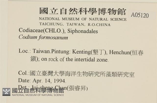 臺灣水松, 臺灣松藻藏品圖，第2張