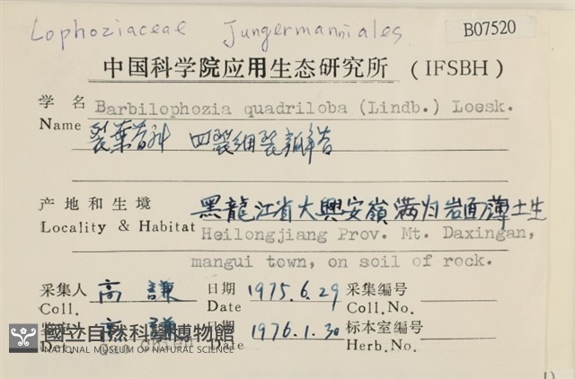四裂細裂瓣苔藏品圖，第2張