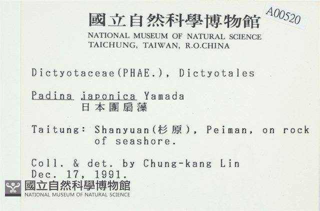 日本海扇, 日本團扇藻藏品圖，第2張