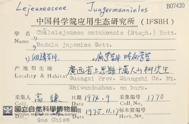 細鱗苔科藏品圖，第2張