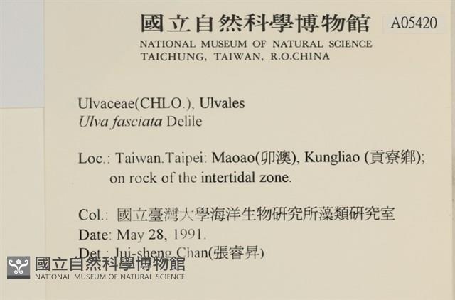 長片石蓴, 裂片石蓴藏品圖，第2張