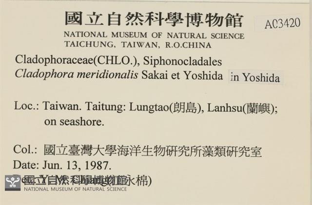 伸展剛毛藻藏品圖，第2張