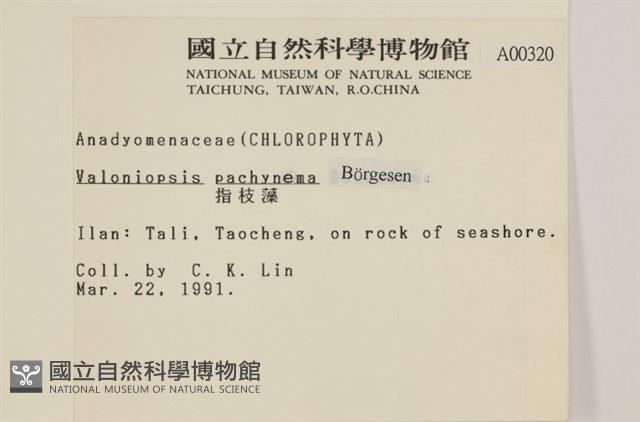 指枝藻藏品圖，第2張