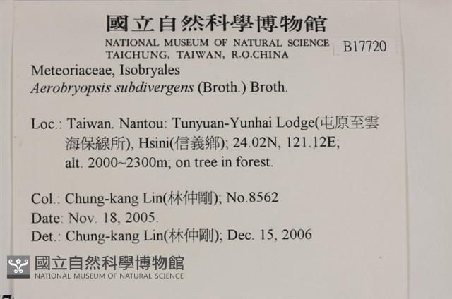 大灰氣蘚藏品圖，第2張