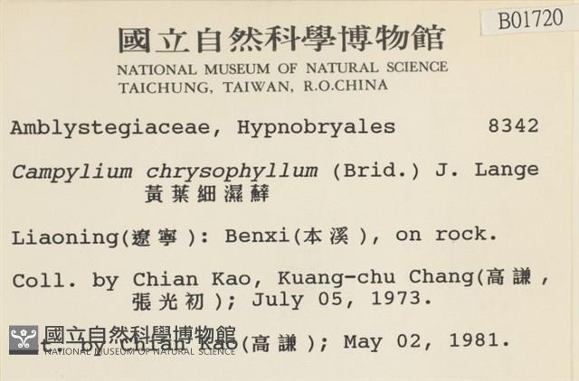黃葉細濕蘚藏品圖，第2張