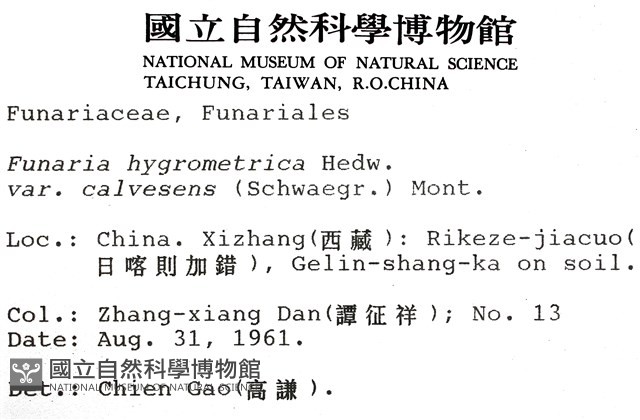 葫蘆蘚光滑變種藏品圖，第2張