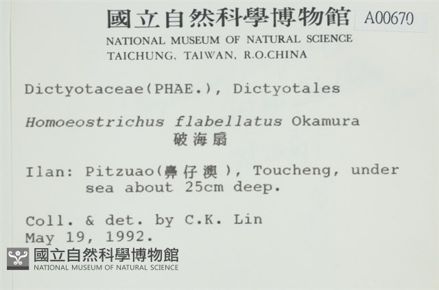 多扇藻藏品圖，第2張