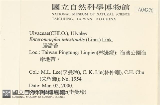 腸滸苔, 河石髮藏品圖，第2張