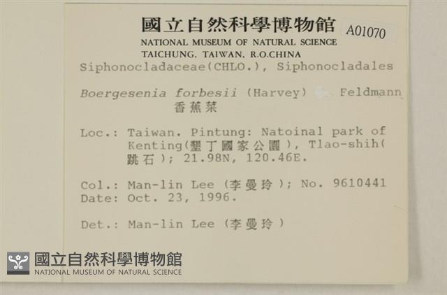 曲玉藻, 香蕉菜, 玉茄藻藏品圖，第2張