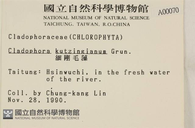 細剛毛藻藏品圖，第2張