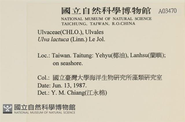 大石蓴, 石蓴藏品圖，第2張