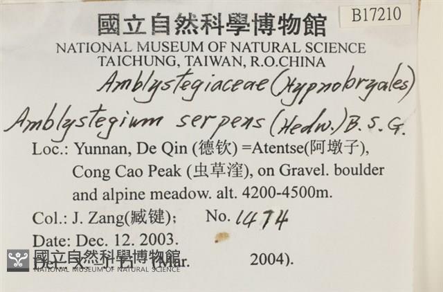 柳葉蘚藏品圖，第2張