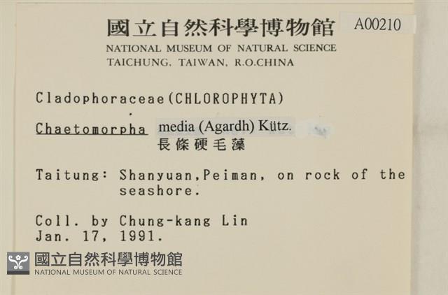 長條硬毛藻藏品圖，第2張