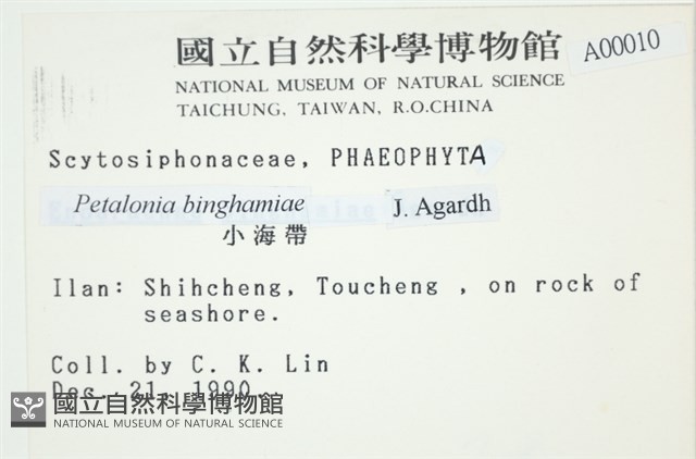 葉苔, 小海帶藏品圖，第2張