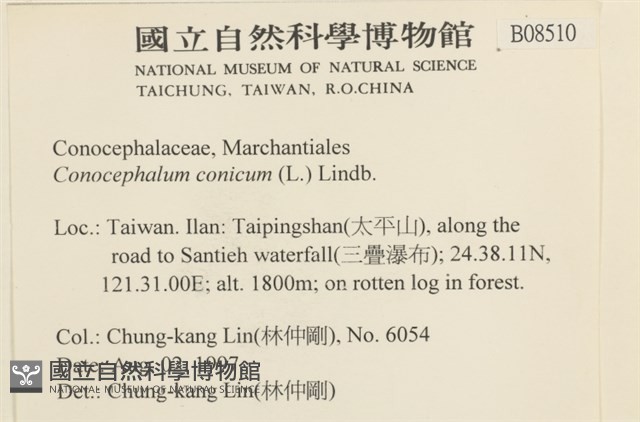 蛇苔藏品圖，第2張
