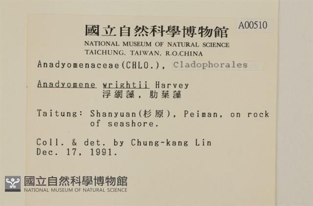 浮網藻, 肋葉藻藏品圖，第2張