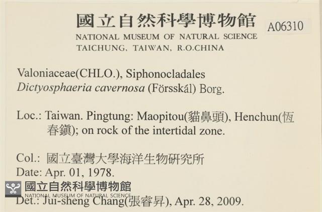 網球藻藏品圖，第2張