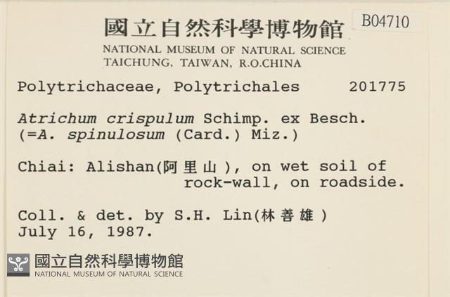 卷葉仙鶴蘚藏品圖，第2張