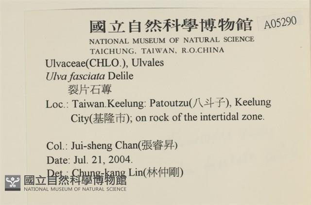 長片石蓴, 裂片石蓴藏品圖，第2張