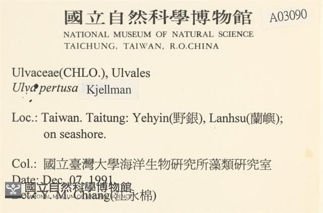 石蓴藏品圖，第2張